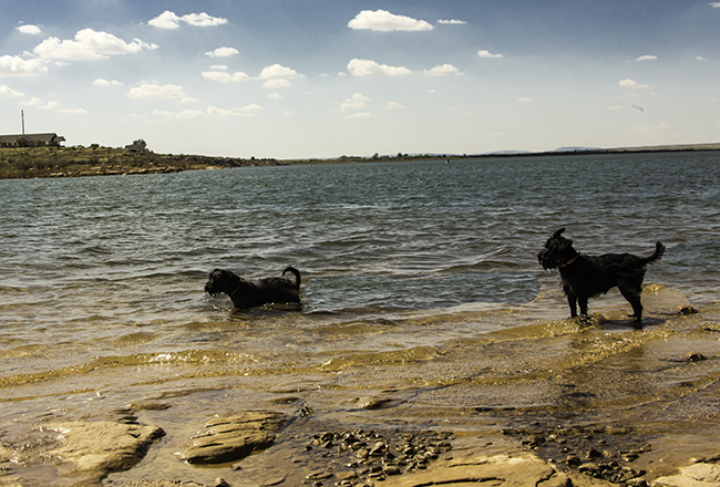 2 Hunde am Ute Lake