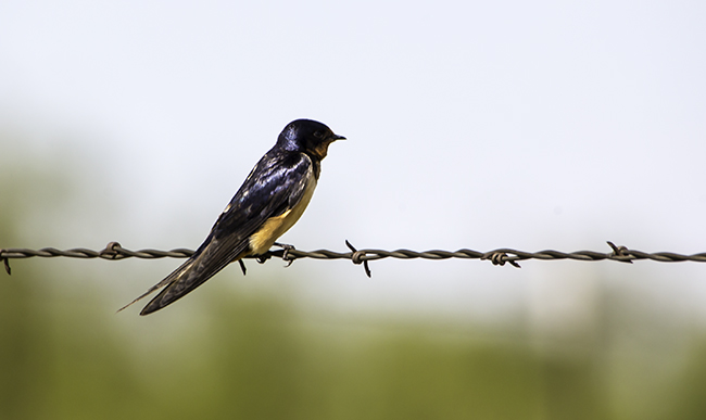 19 Barn swallow