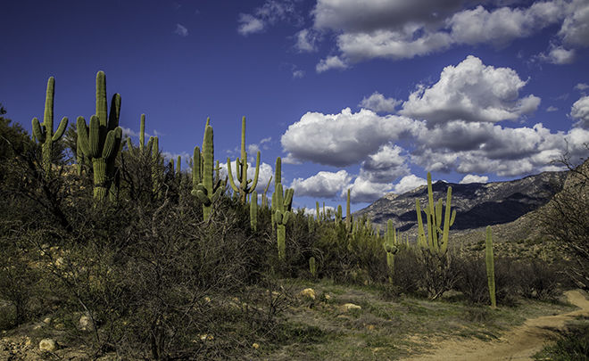  Catalina State Park Tucson Arizona USA