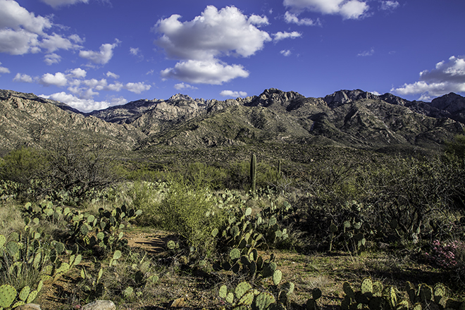  Catalina State Park Tucson Arizona USA